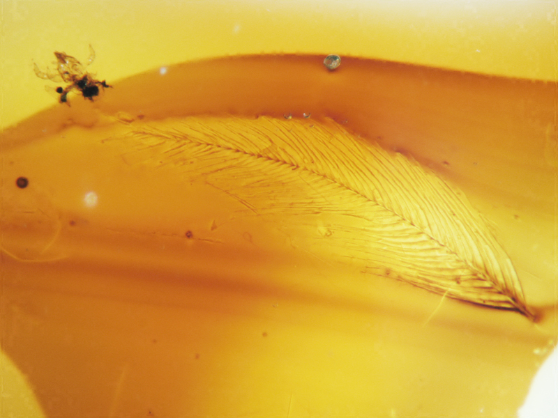 Illustration for article titled Dinosaur Feathers Discovered in Canadian Amber